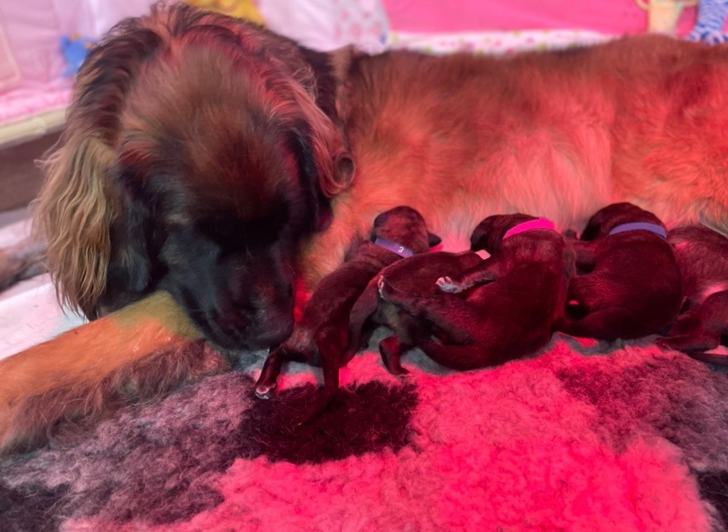 Leotte Soul - Chiot disponible  - Leonberger