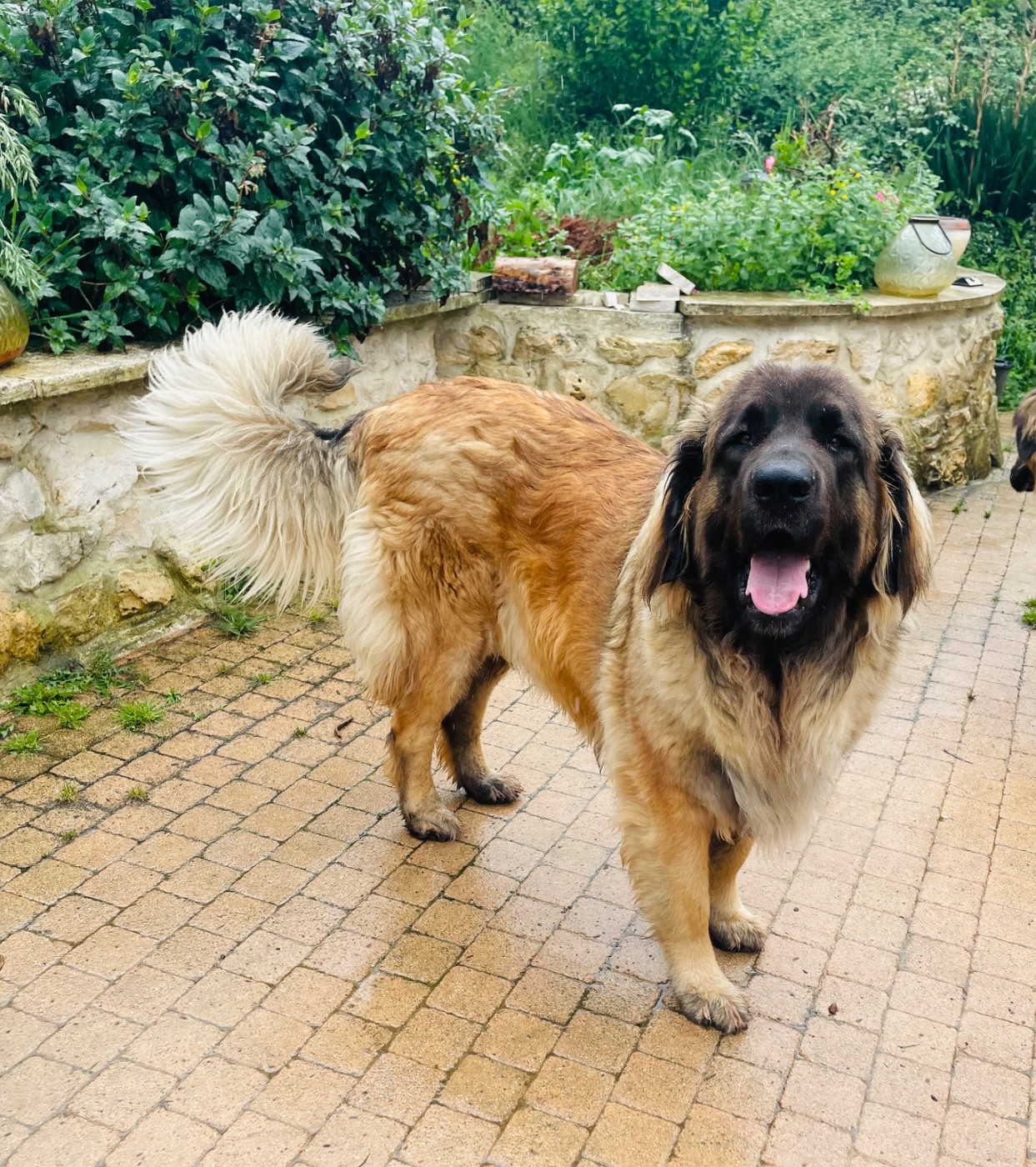 V Anhya jeune Leonberg à l adoption