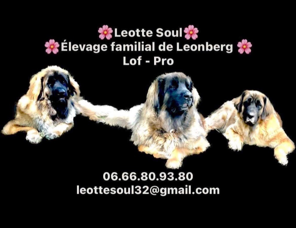 2 saillies ont eu lieu chez Leotte Soul