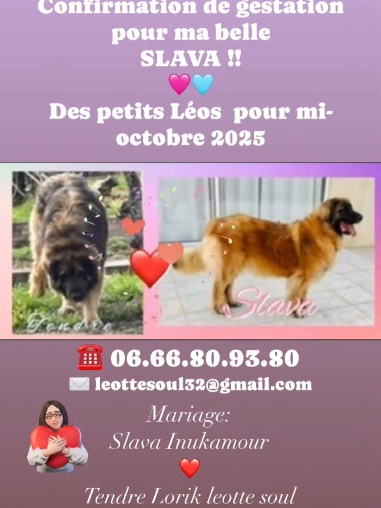 Gestation confirmée 