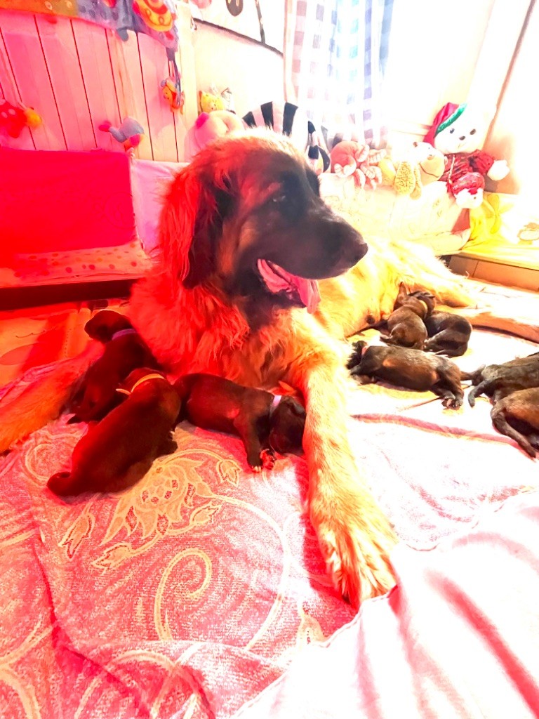 3 femelles et 1 mâle encore disponibles