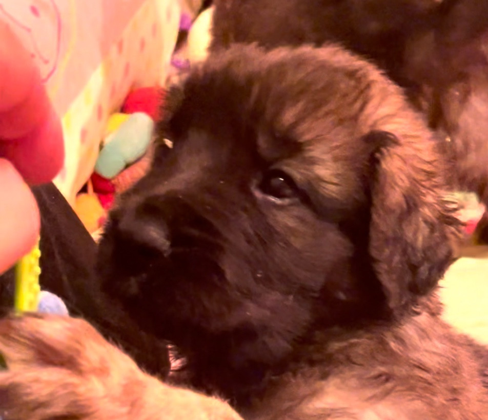 Leotte Soul - Chiots disponibles - Leonberger