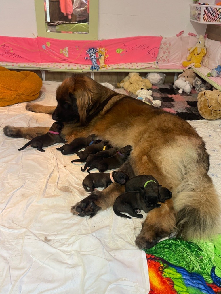 Leotte Soul - Leonberger - Portée née le 11/11/2024