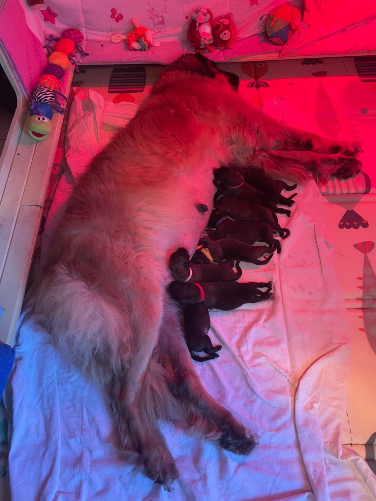 Chiot Leonberger Leotte Soul