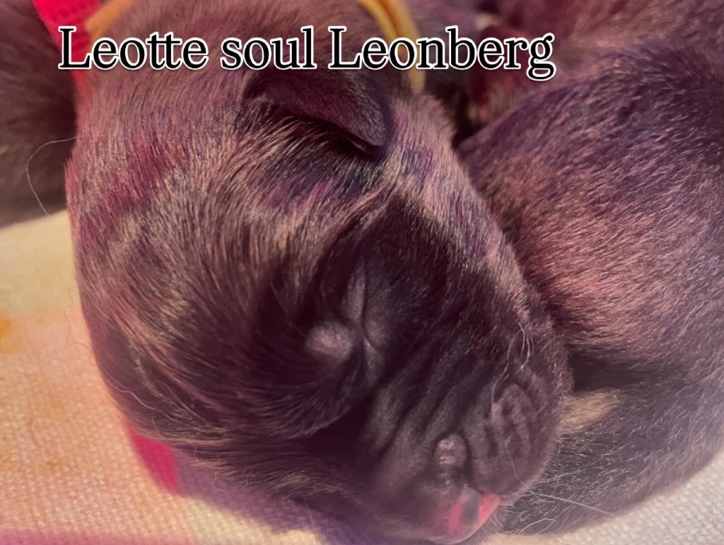 Leotte Soul - Chiots disponibles - Leonberger