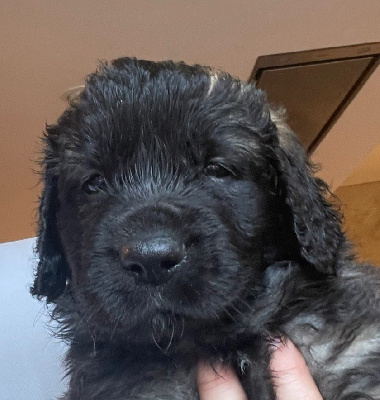 CHIOT 7
